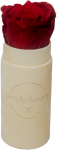 Czerwona wieczna róża beżowy flower box Petit