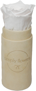 Biała wieczna róża beżowy flower box Petit